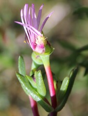 Ruschieae