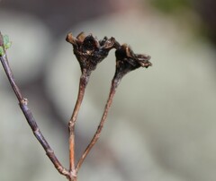 Ruschieae