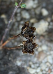 Ruschieae