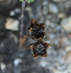 Ruschieae