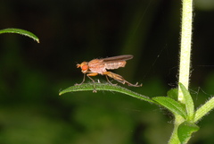 Tetanocera silvatica