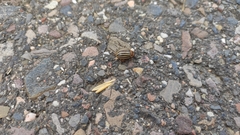 Leptinotarsa decemlineata