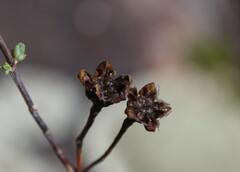 Ruschieae
