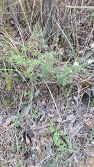 Ericaceae