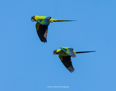 Aratinga nenday