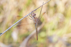 Diplacodes haematodes