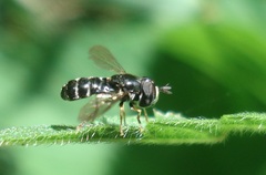 Paragus pecchiolii