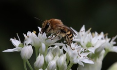 Colletes hederae