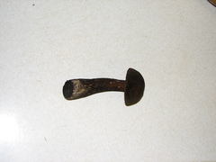 Tylopilus pseudoscaber