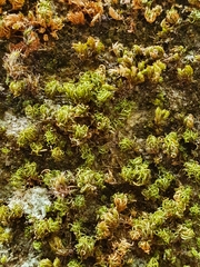 Tortella squarrosa
