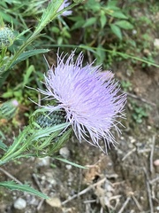 Cirsium altissimum