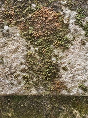Tortella squarrosa