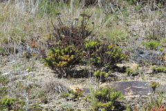 Crassula undulata
