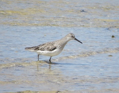 Calidris tenuirostris