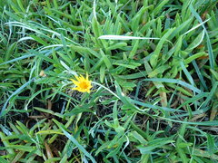 Gazania