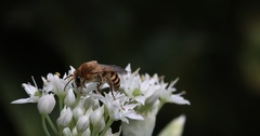 Colletes hederae