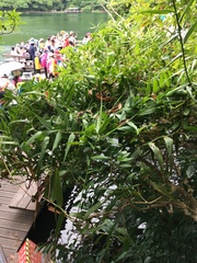 Flagellaria indica