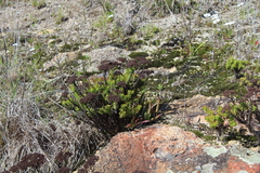 Crassula undulata