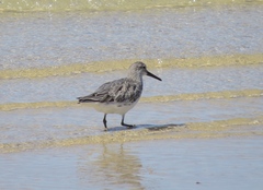 Calidris tenuirostris