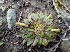 Plantago triandra