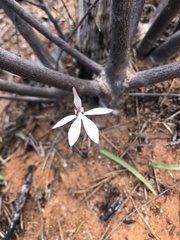 Caladenia saccharata