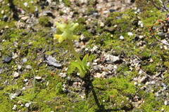 Lachenalia orchioides