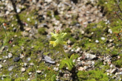 Lachenalia orchioides