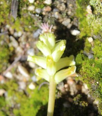 Lachenalia orchioides