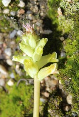 Lachenalia orchioides