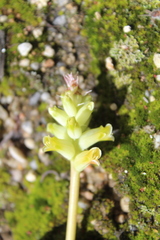 Lachenalia orchioides