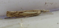 Agriphila geniculea