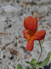 Erythranthe cardinalis