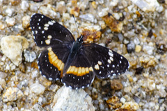 Chlosyne lacinia crocale