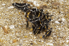 Chlosyne lacinia crocale