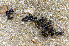 Chlosyne lacinia crocale