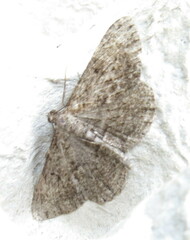 Peribatodes rhomboidaria