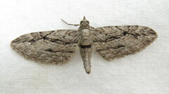 Eupithecia phoeniceata