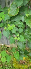 Vitis rotundifolia