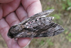 Agrius convolvuli