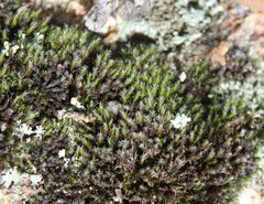 Grimmia