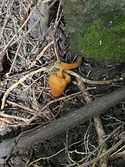 Macrocystidia reducta