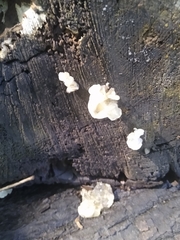 Ductifera pululahuana