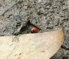 Optediceros breviculum