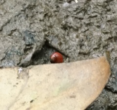 Optediceros breviculum