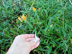 Gazania