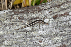 Cryptoblepharus pulcher