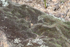 Grimmia