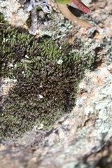 Grimmia