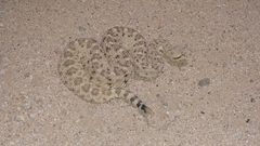 Crotalus cerastes cercobombus