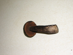 Tylopilus pseudoscaber